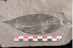 Foto (Detailansicht) von Laurus princeps Heer (NHMW-GEO-2024-0188-7994)